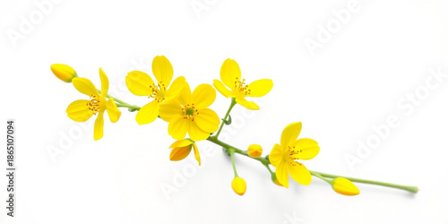 yellow flowers on white background