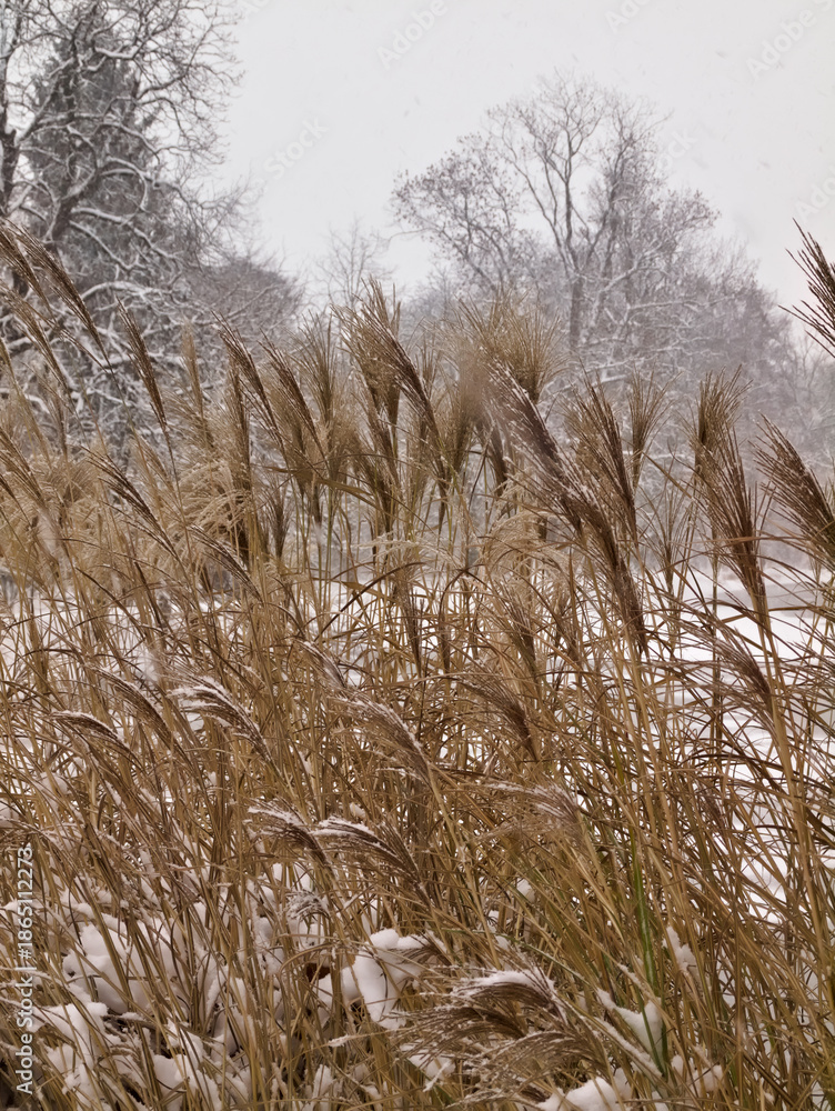 Fototapeta premium brown reeds in winter