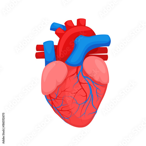 Human heart anatomy, medical vector illustration human internal organ - heart. Anatomical illustration of a human heart.