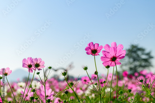 A delicate cluster of pink cosmos flowers reaching toward a clear, soft blue sky.
