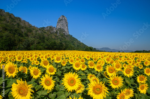 Sunflower Field with Mountain Landscape Under Dramatic Blue Sky.at Lop buri Thailand, sunflower background