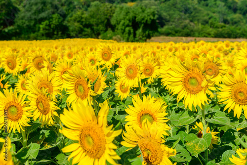 beautiful Big Sunflowers in Full Bloom. At Lop buri Thailand, sunflower background concept