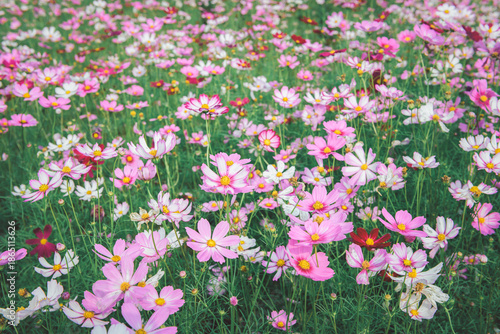 Colorful COSMOS flowers is blooming in the garden background, vintage tone