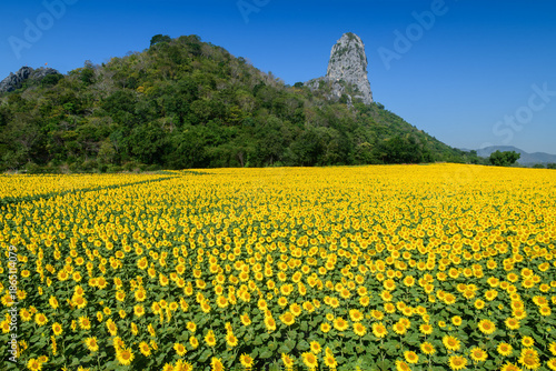 Sunflower Field with Mountain Landscape Under Dramatic Blue Sky.at Lop buri Thailand, sunflower background