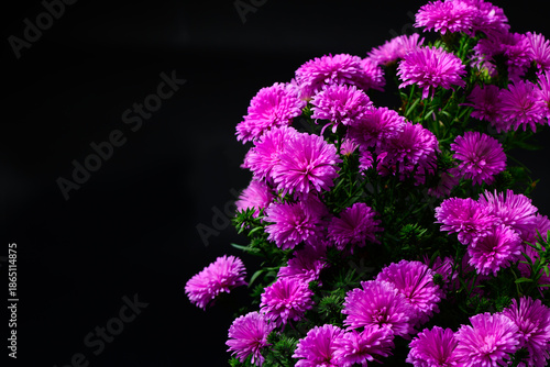 Close up of Purple margaret flower isolated, Purple margaret flower blossom, cute margaret on black