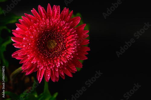 top view of Vibrant Red Gerbera Daisy with Dew Drops on Petals Close up isolated on black