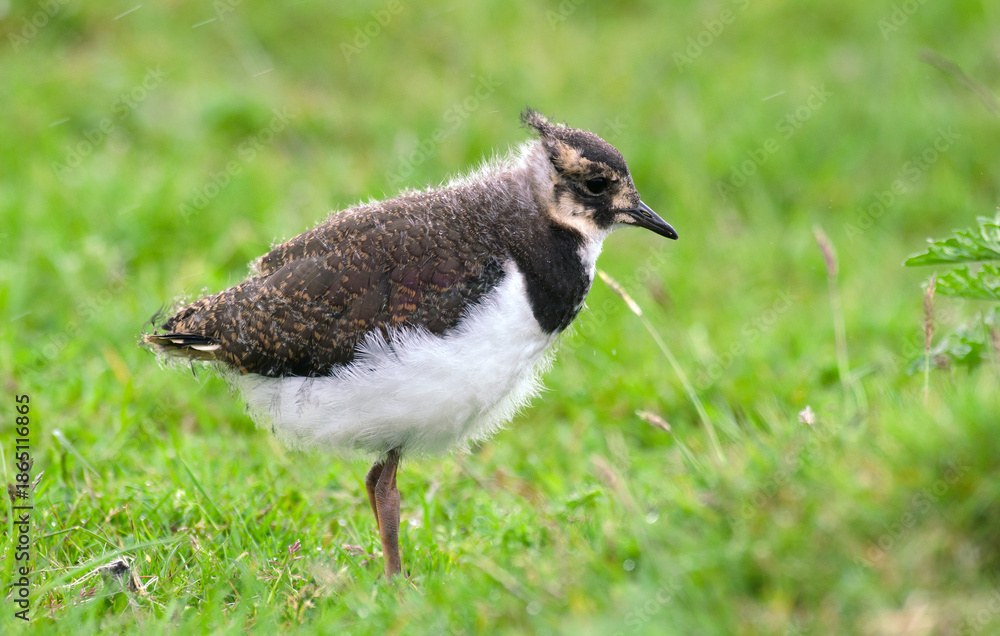 Obraz premium Vanneau huppé, Vanellus vanellus, Northern Lapwing