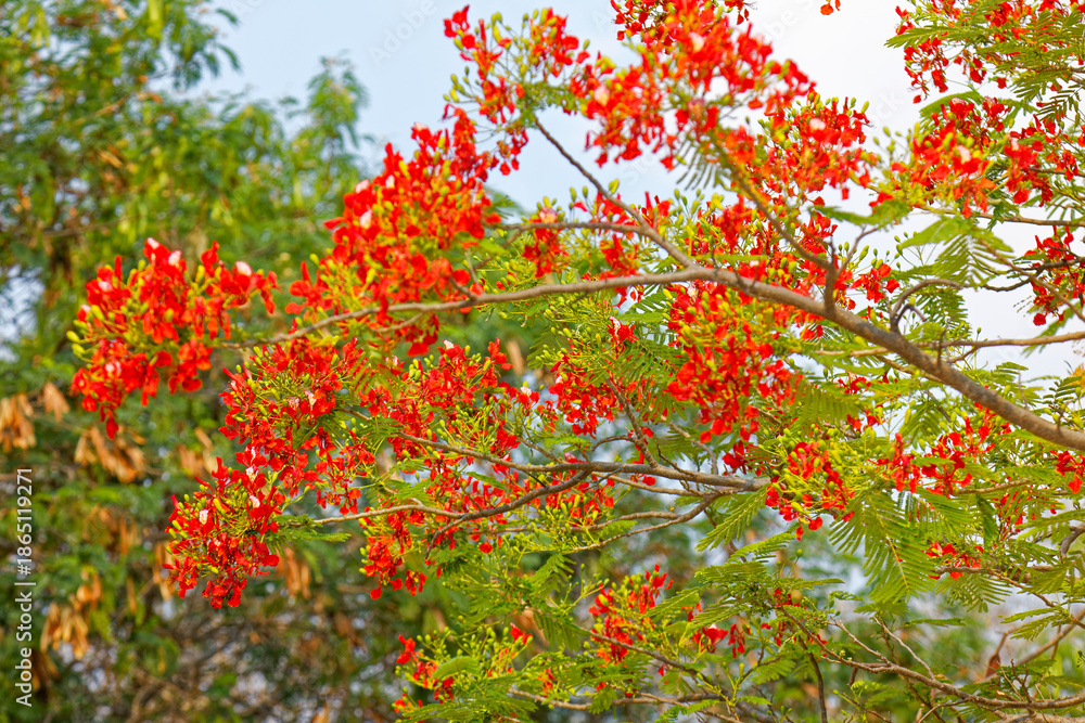 Obraz premium Flamboyant