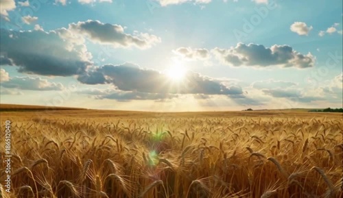 field of wheat