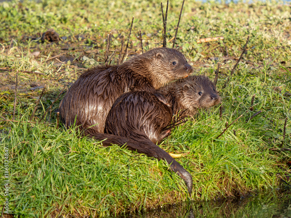 Fototapeta premium Two Otter Cubs by a Pond