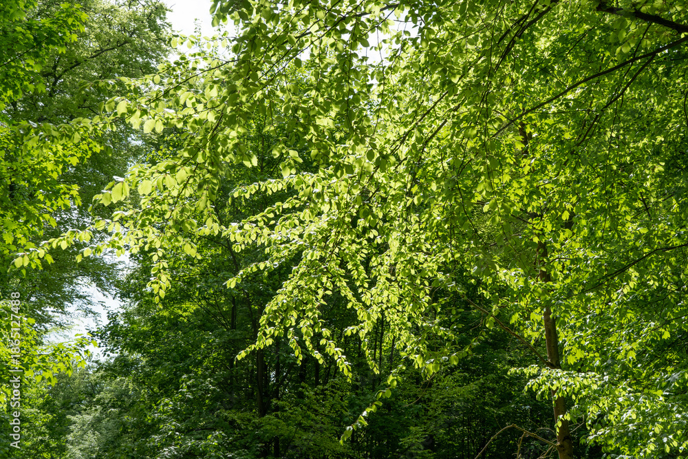 Fototapeta premium Lush forest with tall Beech trees (Fagus sylvatica) in spring, offering a vibrant green canopy that invites tranquility and relaxation