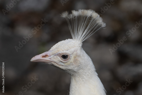 weisser Pfau 