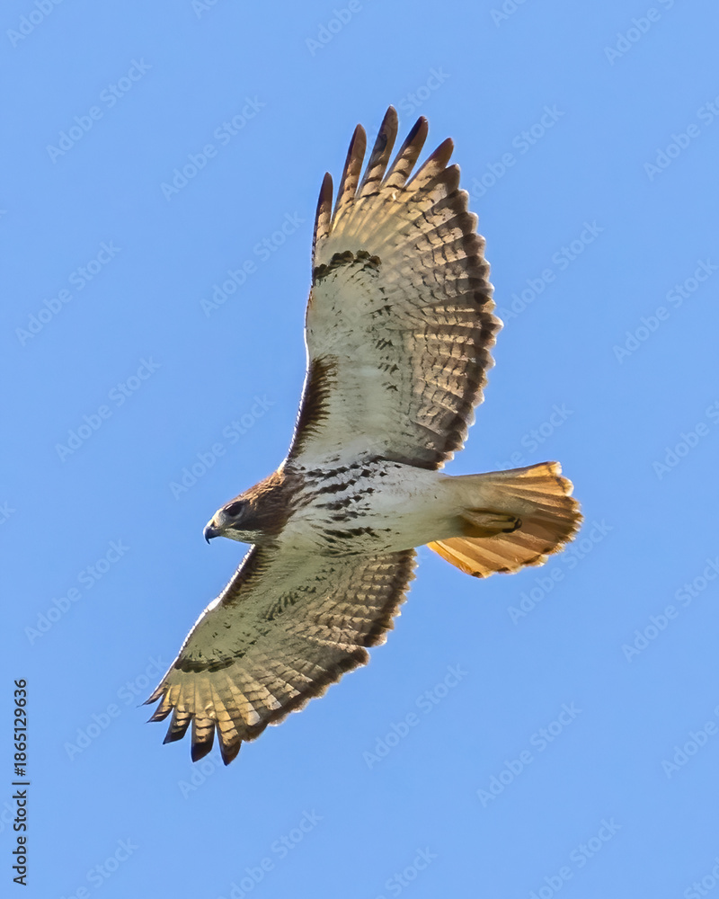 Fototapeta premium Red Tailed Hawk in flight