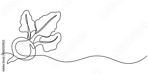 A single continuous line drawing of a beet or radish on a white background Vector, illustration