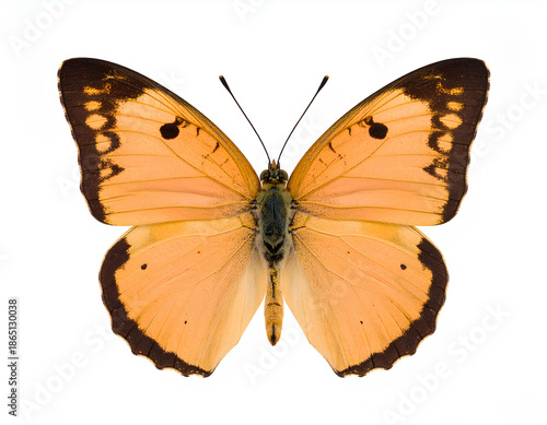 Firefly____Isolated Foam Finger Number One 185863.jpg - Firefly_apricot sulphur butterfly 190877.jpg