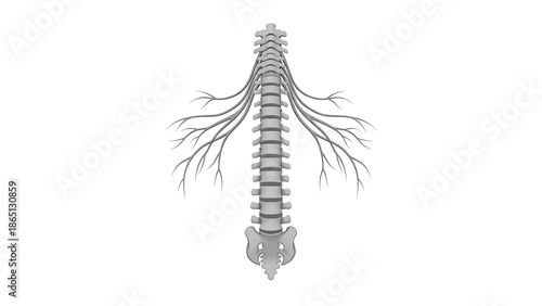 Gray spinal column with branching nerve roots, central on a white background