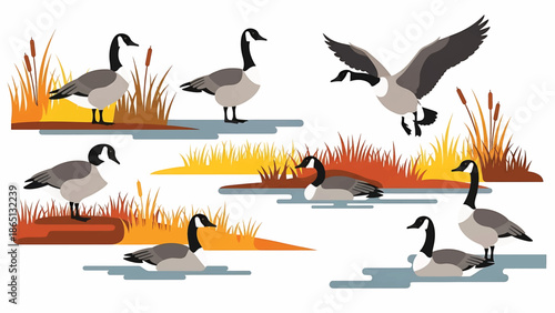 Illustration of several black-necked birds in a wetland environment, with reeds and water. One bird is flying. Other birds sit