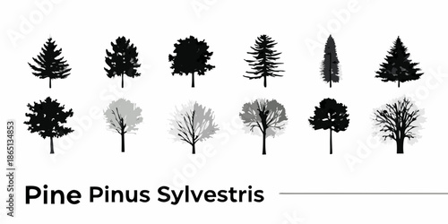 A collection of diverse tree silhouettes with pine pinus sylvestris label