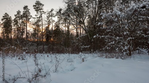 Beautiful forest covered by snow. WInter 4k timelapse.