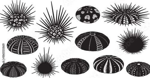 Collection of detailed sea urchin shell illustrations in various shapes