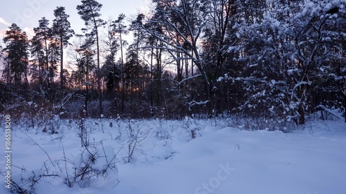 Beautiful forest covered by snow. WInter 4k timelapse.