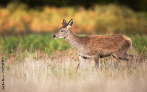Red deer calf walking in grass in autumn meadow