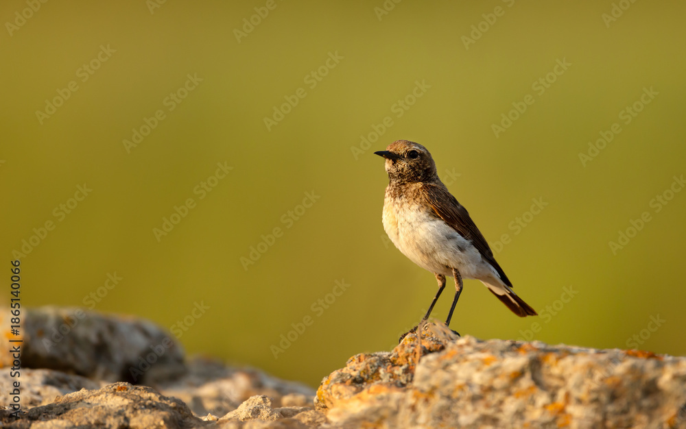 Fototapeta premium Pied Wheatear female perched on rock