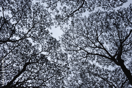 Upward view of tree branches and leaves forming delicate silhouettes against a pale sky