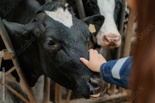 Obraz na plátně Farmer petting cow in barn, care animal setting