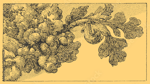 Coral reef illustration in detailed line art style. This vector design showcases the beauty of marine life and coastal ecosystems in black and white.