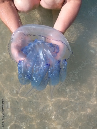  A close-up of a Catostylus mosaicus, a blue oil jellyfish. The jellyfish is held in hands on the seashore. 
