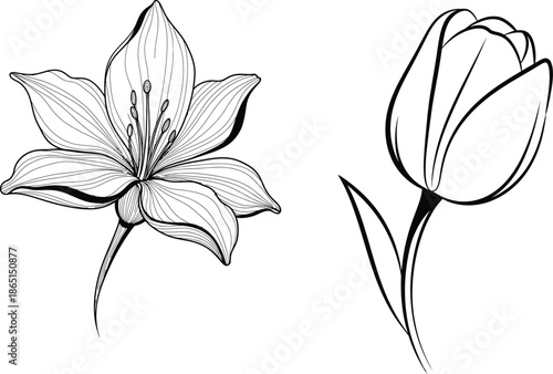 Black and white drawing of a flower and a silhouette tulip