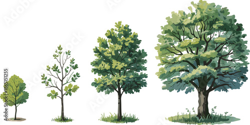 Cartoon tree growth stages illustration from sapling to mature tree for nature, environment, and educational life cycle themes.