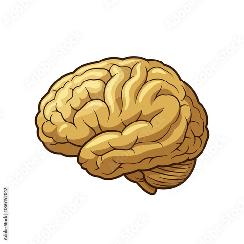 Brain Anatomy Illustration in Gold Color