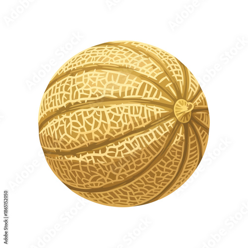 Cantaloupe melon illustration, fresh gold fruit