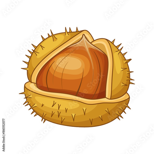Chestnut in spiky shell, autumn harvest