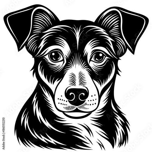 Black and white dog portrait