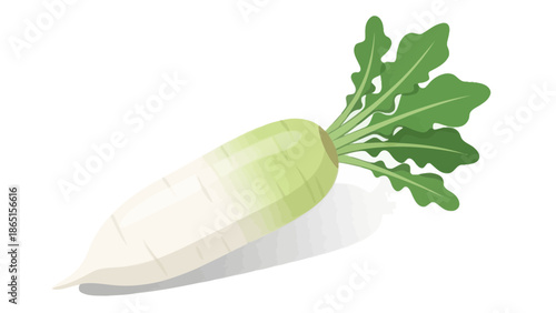 Fresh daikon radish with green leaves illustration