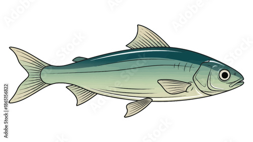 Herring fish illustration, side view