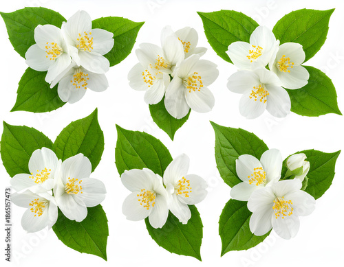 Firefly____Isolated Foam Finger Number One 185863.jpg - Firefly_white jasmine bouquet collection transparent background for decorating banners and ca 638031.jpg