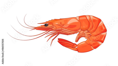 Vibrant Red Shrimp Illustration on White
