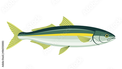 Yellowtail amberjack fish vector illustration