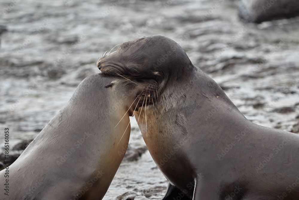 Obraz premium Galápagos Locals. A typical afternoon on San Cristóbal Island. These playful sea lions are never shy about sharing their home with those who visit.
