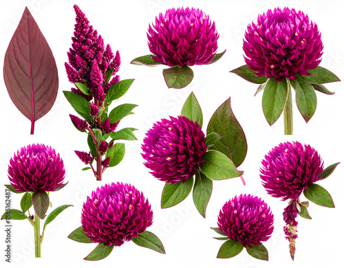 Firefly____Isolated Foam Finger Number One 185863.jpg - Firefly__Amaranth collection, pink flowers, isolated 190877.jpg (3)