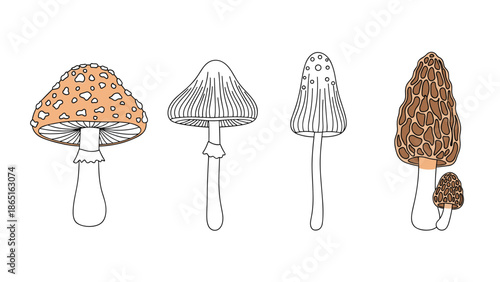 Artistic collection of four different mushroom species depicted in a hand-drawn line art style with subtle earthy color accents applied.