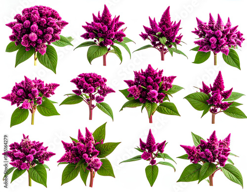 Firefly____Isolated Foam Finger Number One 185863.jpg - Firefly__Amaranth collection, pink flowers, isolated 190877.jpg