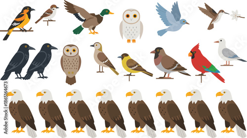 Birds, illustration, avian species, wildlife, perched birds, flying birds, bald eagle, owl, hummingbird, cardinal, sparrow, duck, crow, gull, finch, dove, nature, feathers, colorful birds, educational