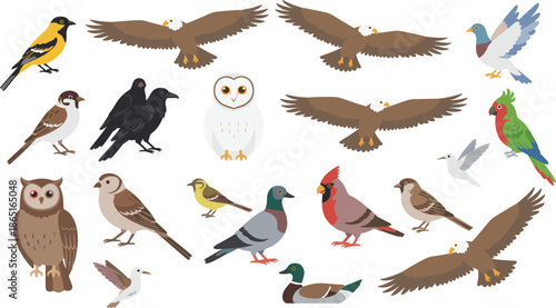 Colorful birds illustration, owl, eagle, parrot, pigeon, cardinal, crow, sparrow, hummingbird, flying birds, perched birds, stylized avian artwork