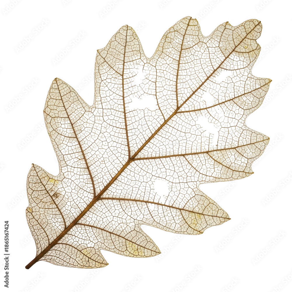 Fototapeta premium Delicate veins of a translucent autumn leaf isolated on transparent background