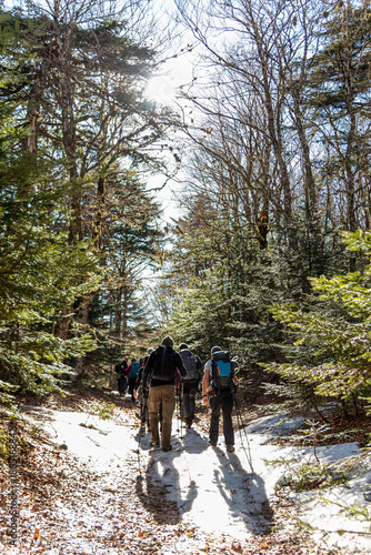 Escursionisti visti di spalle in controluce tra gli alberi con la neve in verticale